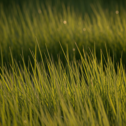 Grand Lawn Morning Sun